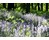 Nearby Bluebell Wood